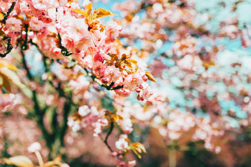  Cherry blossom flowers , sakura flowering branch in a sunny day