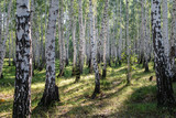 Fototapeta Natura - Image with birch forest.