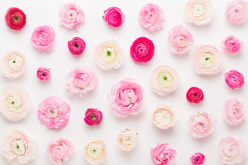 Canvas Print - Beautiful colored ranunculus flowers on a white background. Spring greeting card.