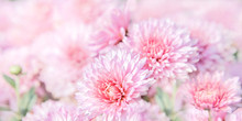 Pink Chrysanthemum Flowers In The Garden