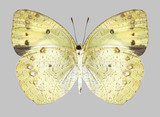 Fototapeta Motyle - Butterfly Ixias pyrene (female) (underside) on a gray background
