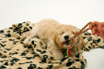 A cute 12 week old Cockapoo puppy bitch on a white background plays tug of war