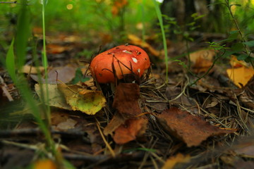 White mushroom in forest macro