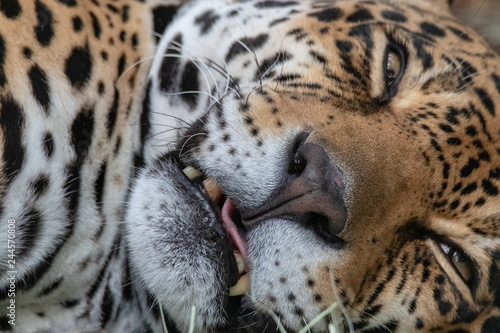 Plakat śpiący jaguar