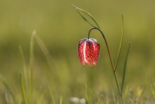 The Fritillary Named Snake's Head With A Purple Chequered Flower With Green Background.