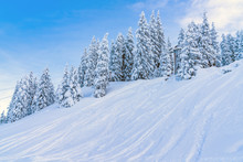 View Of Winter Landscape With Snow Covered Trees And Alps In Seefeld In The Austrian State Of Tyrol. Winter In Austria