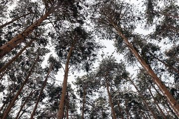 Bottom view of the trunks and crowns of pine trees against the sky in the winter forest