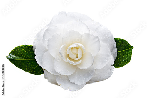 Fotografía White camellia flower with dew drops isolated on white background