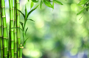 Sticker - Many bamboo stalks  on background