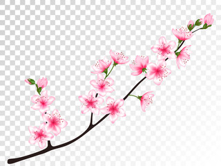 chinese cherry branch with flowers illustration.