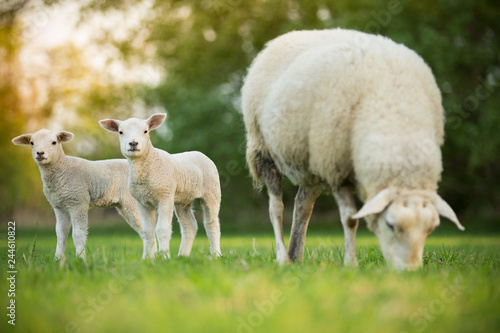Fotografía cute little lambs with sheep on fresh green meadow