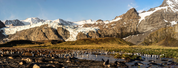 gold harbor south georgia island
