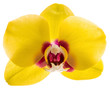 canvas print picture - phalaenopsis yellow orchid flower isolated on white