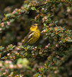 cape may warbler perched among spring blossoms