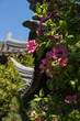 flowers and eaves in asian garden