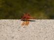 Flame skimmer dragonfly resting