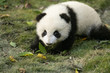 baby panda crawls on grass