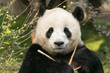 panda bear portrait holding bamboo