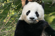 giant panda biting bamboo shoot