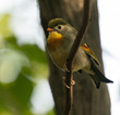 red-billed leiothrix perched on branch