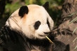 Giant panda in profile eating bamboo shoot
