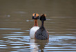 couple of horned grebes performing mating dance