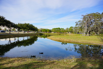 Tropical pond, tree and blue sky