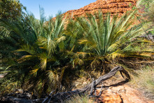 MacDonnel Ranges Cycad Or Macrozamia Macdonnellii In Kings Canyon In Central Outback Australia