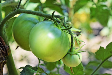 Wall Mural - Homegrown tomatoes 