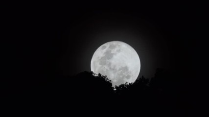 Wall Mural - Full moon rising behind trees.