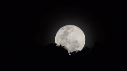 Wall Mural - Full moon rising behind trees.