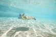 Sea Turtle Swimming in Clear Tropical Water Over Sand and Thru Sun Rays