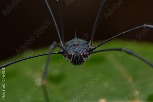 Zdjęcie XXL pająk żniwiarz na tle zielonych liści