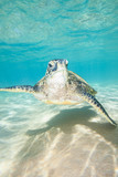 Fototapeta Łazienka - Adorable Sea Turtle Looking at You