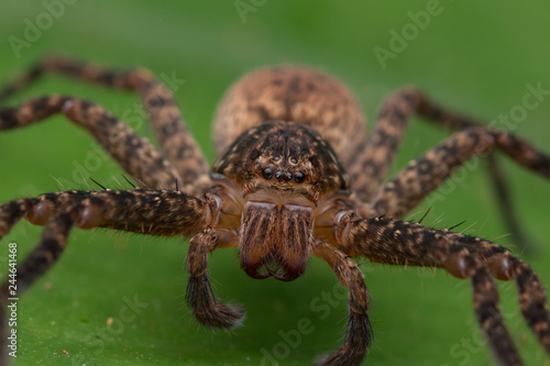 Zdjęcie XXL Piękny pająk w Sabah, Borneo, Pająk Borneo, pająk hunstman na zielonym liściu