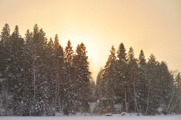 Wall Mural - Spruce winter forest at sunset.