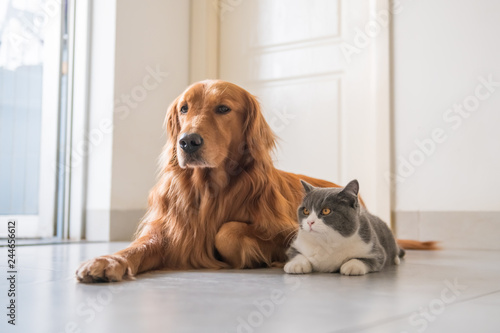 Golden Retriever Dog And British Short Haired Cat Buy This Stock
