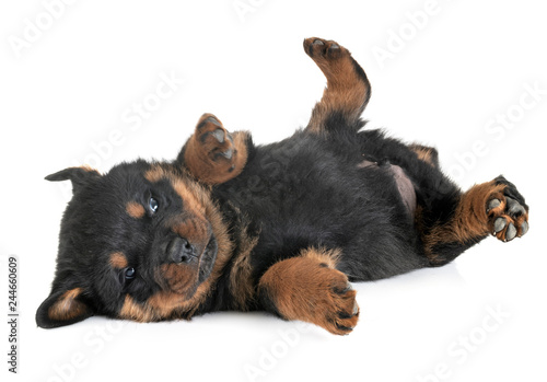 Plakat szczeniak rottweiler w studio