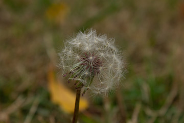 dandelion on green background