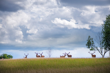 Beautiful young and adult mule red deer bucks (cervus elaphus) herd with growing antlers in the meadow on dramatic rain storm, cloudy sky background. Majestic animals in natural park. 