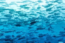 Big School Of Fish - Underwater Art Illustration