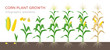 Corn growing stages vector illustration in flat design. Planting process of corn plant. Maize growth from grain to flowering and fruit-bearing plant isolated on white background. Ripe corn and grains.