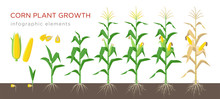 Corn Growing Stages Vector Illustration In Flat Design. Planting Process Of Corn Plant. Maize Growth From Grain To Flowering And Fruit-bearing Plant Isolated On White Background. Ripe Corn And Grains.