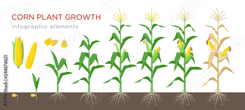 Fotomural Corn growing stages vector illustration in flat design