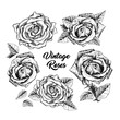 Roses hand drawn vector illustration. Black and white rosebuds ink pen cliparts. Floral outline drawings set. Flower sketches with vintage roses lettering. Isolated floral engraving design elements