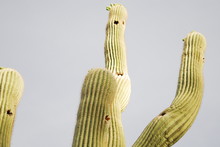 Face Cactus Saguaro