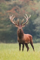 strong male red deer, cervus elaphus, stag standing calmly on meadow isolated on green blurred backg
