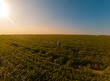 © Zoran Zeremski - Aerial view of young farmer walking in a soybean field and examining crop.