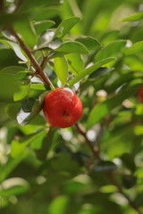 Poster - Cherry in garden