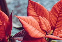 Bright Red Poinsettia (Euphorbia Pulcherrima) Leaves Against A Grey Background